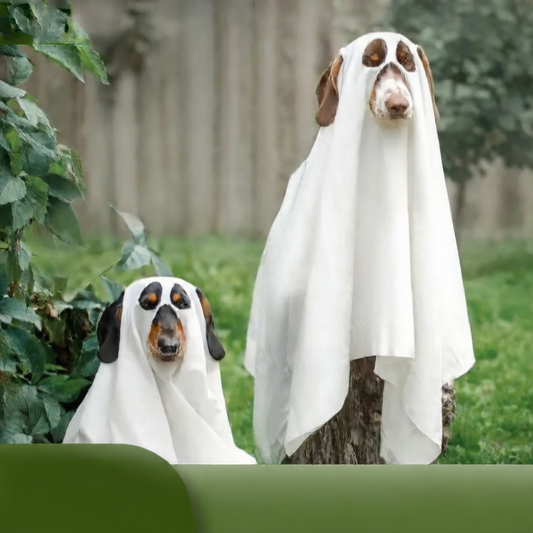 pet costume